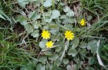 Scharbockskraut - Ranunculus ficaria | © e-pics M.Baltisberger