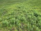Rossminze - Mentha longifolia. Gerne auf feuchten Standorten mit Trittschäden | © F.Steiner