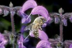 Wiesen-Salbei - Salvia pratensis. Mit Honigbiene - Apis mellifera | © e-pics A.Krebs