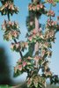 Rumex à feuilles obtuses - Rumex obtusifolius. Bractées florales | © Agroscope