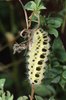 Schotenklee / Hornklee - Lotus corniculatus. Raupe des Widderchens - Zygaena filipendula | © e-pics A.Krebs