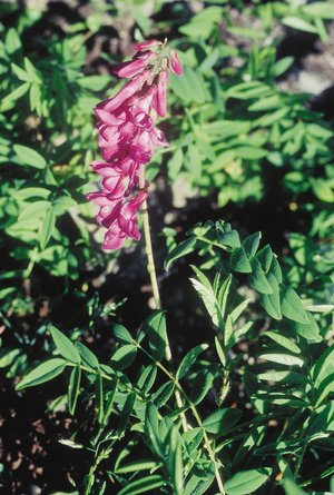 Sulla alpina - Hedysarum hedysaroides | © Agroscope