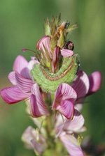 Bläuling-Raupe auf Esparsette | © e-pics, A.Krebs