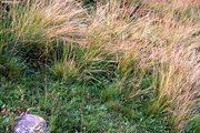 Borstgras-Weide, selektiv beweidet | © W.Dietl