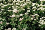 Cotica erbosa sovraconcimata e caratterizzata dall’eccessiva presenza di cerfoglio irsuto in fioritura - Chaerophyllum hirsutum | © Agroscope