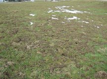 Schermaus. Erdaufstösse unter der weggeschmolzenen Scheedecke | © AGFF, Agroscope